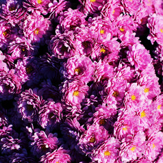 紫色鲜花花簇摄影图