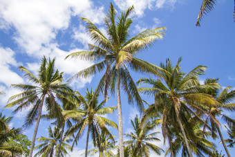 蓝天下的椰子树树木