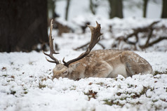 简约雪地中的一只鹿摄影图