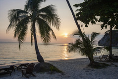 暗色调海边的椰子树摄影图