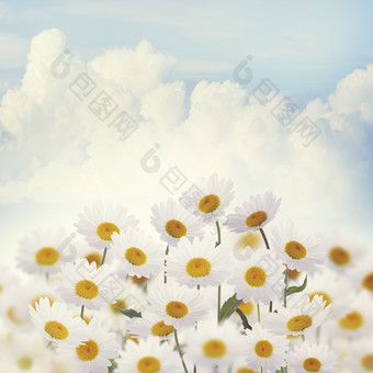 雏菊菊花花朵摄影图