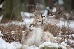 简约风雪地中的一只鹿摄影图