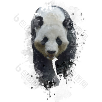 简约一只熊猫摄影图