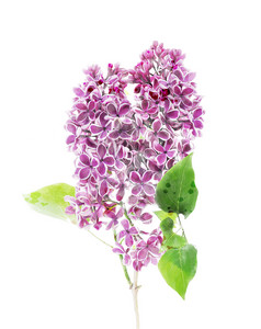 淡紫色小花花枝摄影图