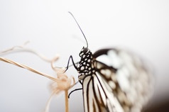 大自然动物蝴蝶摄影图