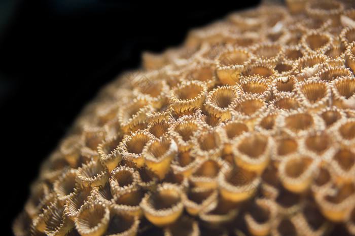 大自然蜜蜂蜂巢摄影图