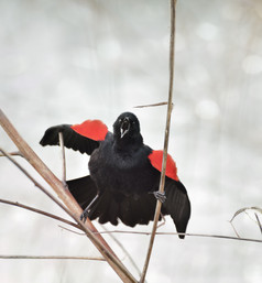 树枝上的红翼黑鸟