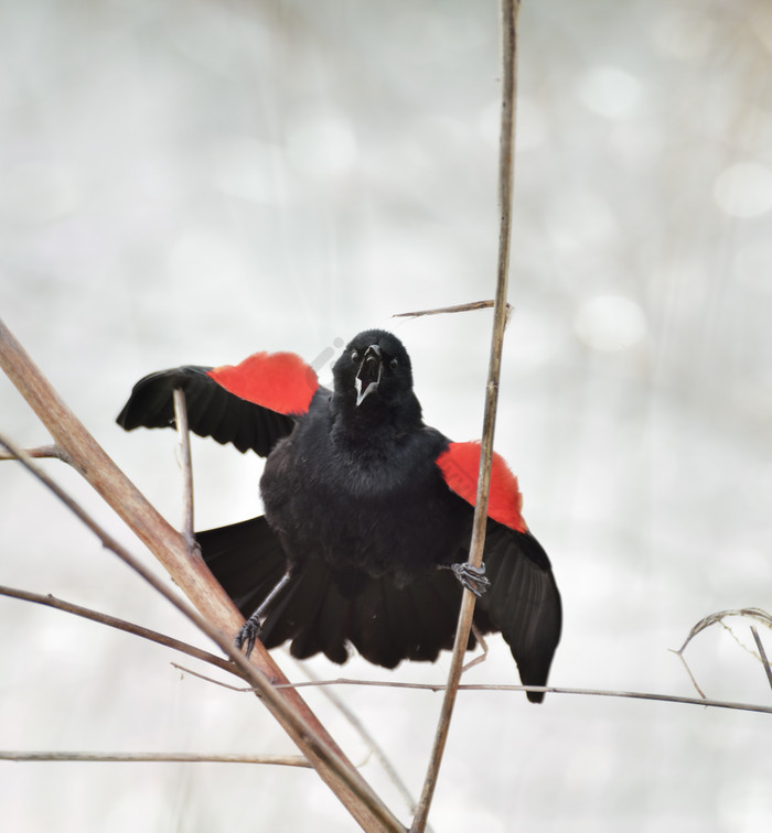 树枝上的红翼黑鸟