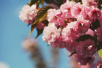 白昼中美丽的桃花