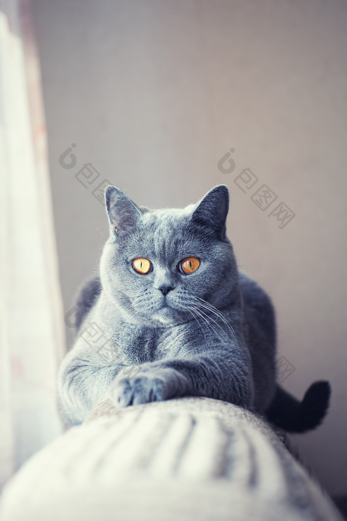 趴在沙发上的灰色猫咪