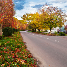 秋季枫树道路摄影图