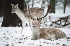 简约风雪地中的几只鹿摄影图