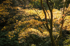 暗色调美丽树林风光摄影图