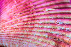 粉色的贝壳摄影图