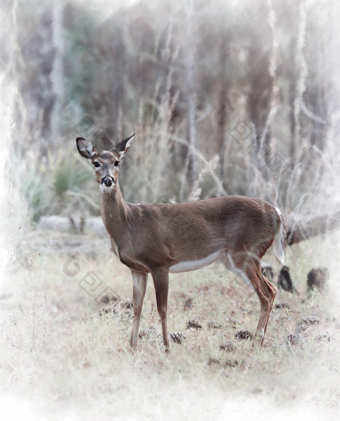 森林中的野生小鹿摄影图