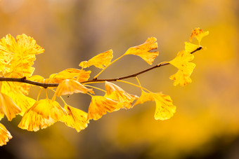 秋季黄色叶子银杏树树叶
