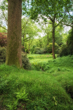 绿色调树林景色摄影图