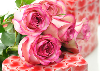 粉色调玫瑰摄影图