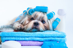 蓝色调烫毛的狗摄影图