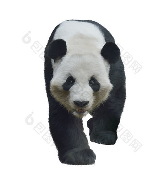 简约走路的大熊猫摄影图