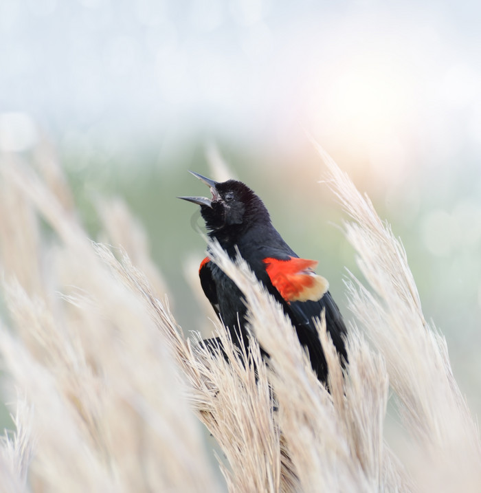 荒草中的红翼黑鸟