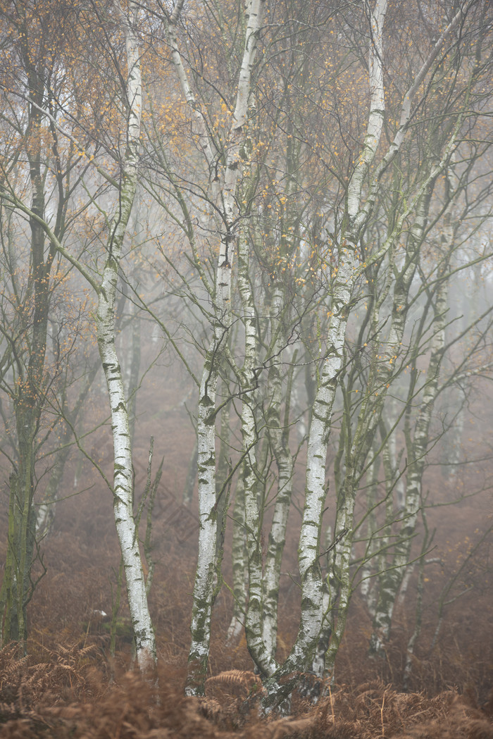 野外薄雾中的杨树树林