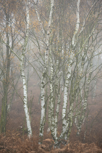 <strong>野外</strong>薄雾中的杨树树林