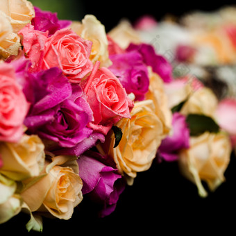 娇艳的彩色玫瑰花鲜花