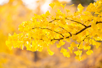 秋季树枝上的黄叶