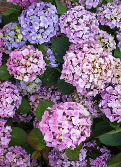 清新紫色的小花摄影图