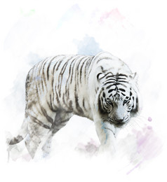 简约一只白虎摄影图