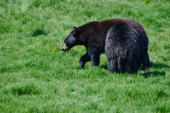 草坪上行走的黑色大熊
