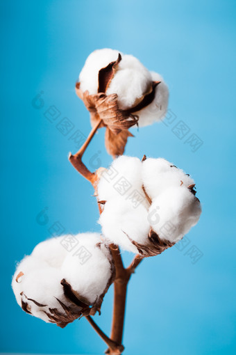 棉花农作物摄影图