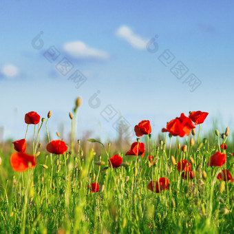 绿草中的红花花卉