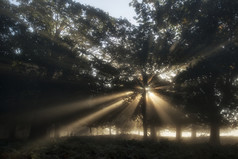 暗色调阳光树林摄影图