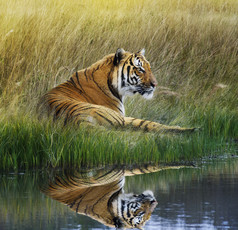 深色调趴着的一只老虎摄影图