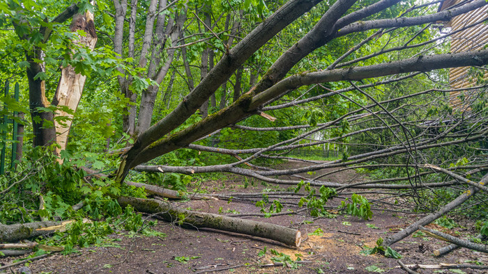 森林倒下的大树摄影图