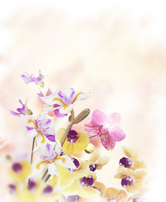 水彩彩色小花花朵