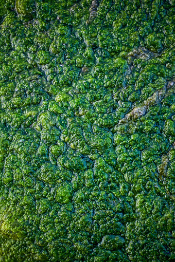 水中绿色的水藻摄影图