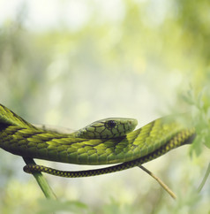 绿色调小蛇摄影图