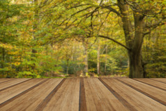 秋季树木木板摄影图