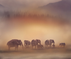 暗色调大象群摄影图