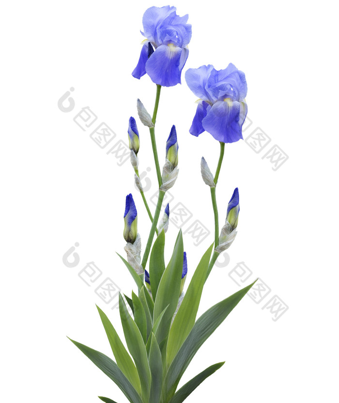 蓝色开花的花朵摄影图
