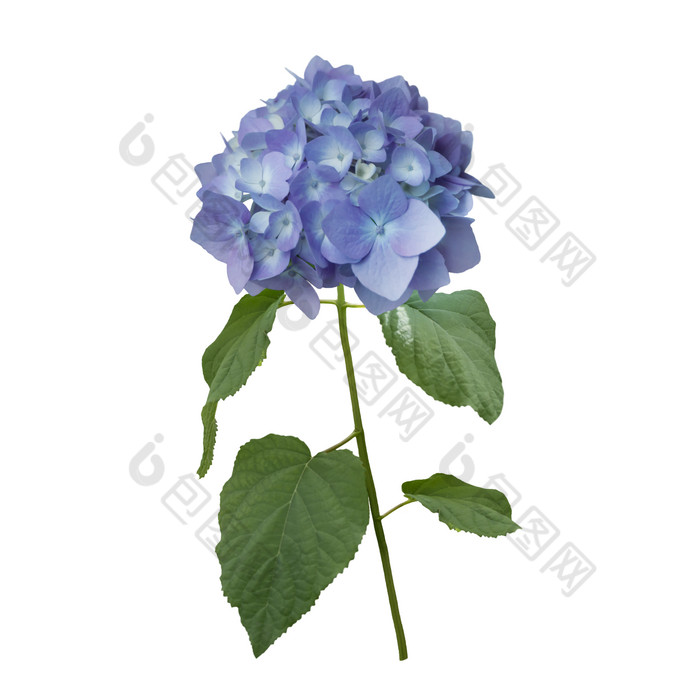 一枝蓝色绣球花花卉