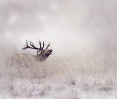 原野咆哮的小鹿摄影图