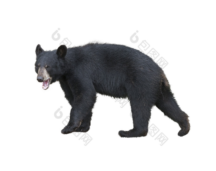 一只张着嘴巴的大黑熊