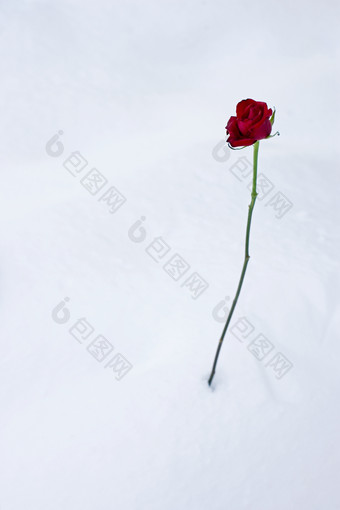 简约雪中的玫瑰摄影图