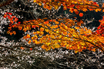 深色调秋天叶子摄影图