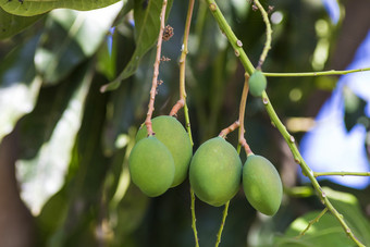 绿色调树上的芒果摄影图
