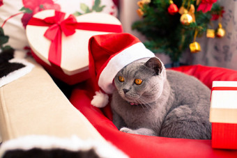 戴圣诞帽的小猫咪